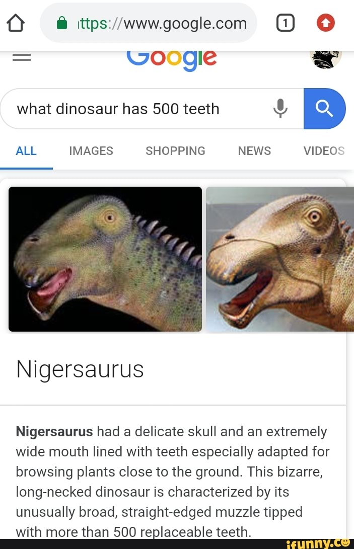 What Dinosaur Has 500 Teeth Nigersaurus Had A Delicate Skull And