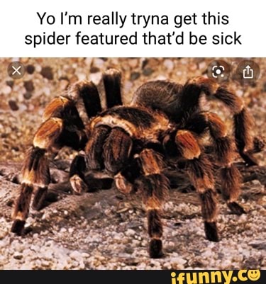 Yo I'm really tryna get this spider featured that'd be sick