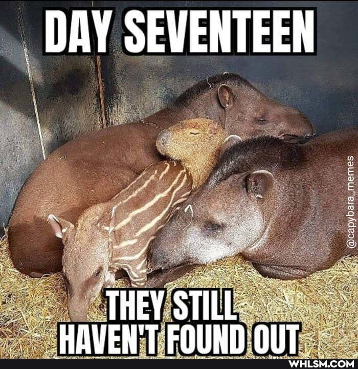 DAY SEVENTEEN
THEY STILL)
UAYEN'T EQUND-AIIT .