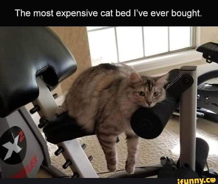 most expensive cat bed