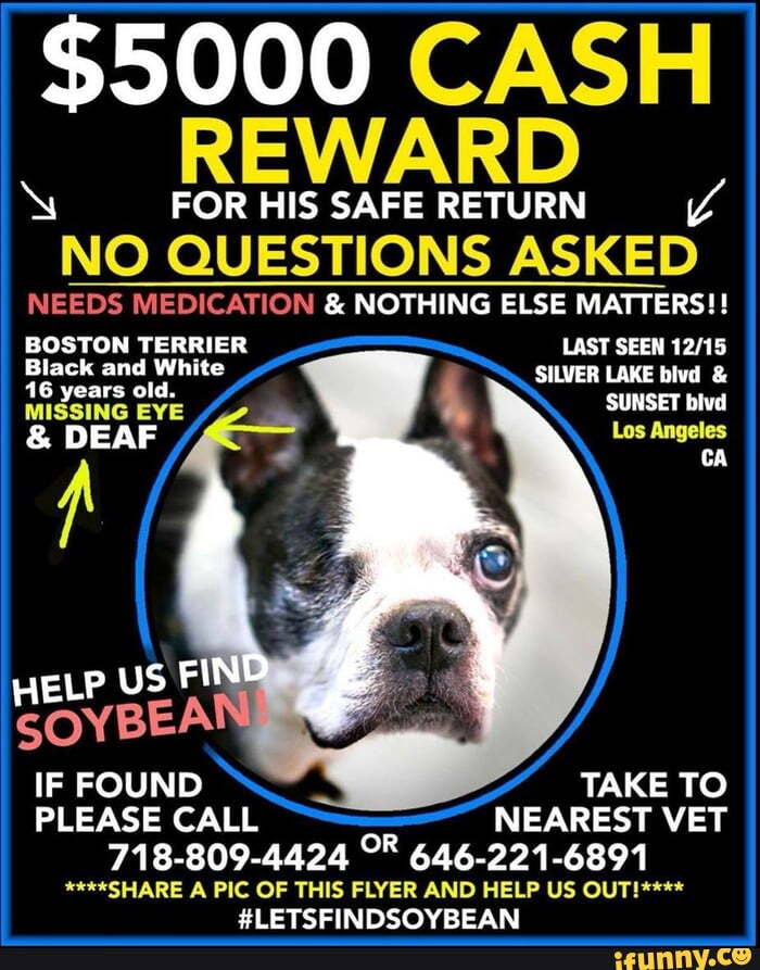 $5000 CASH REWARD FORHISSAFERETURN A NO QUESTIONS ASKED NEEDS ...