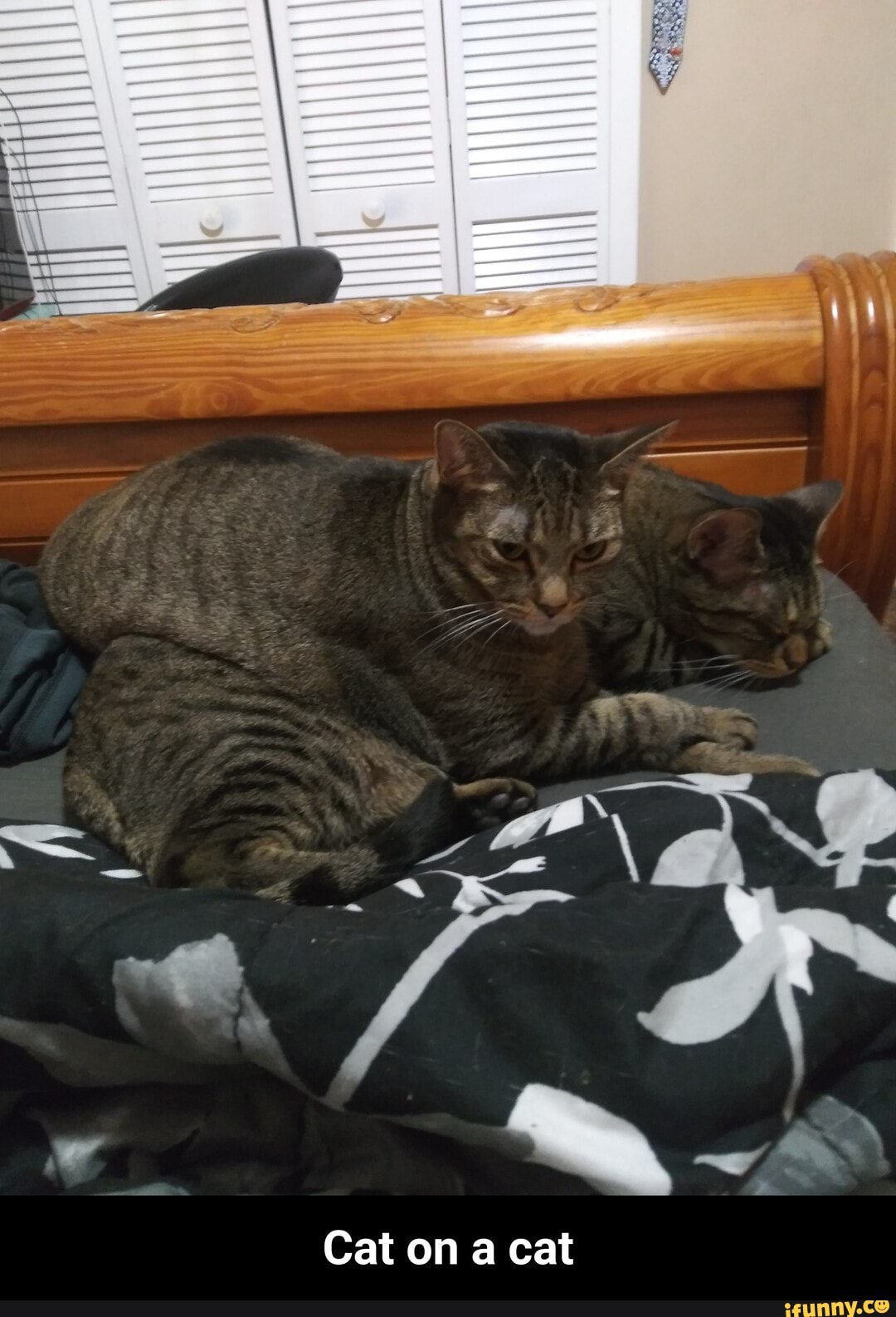 Cat on a cat - Cat on a cat