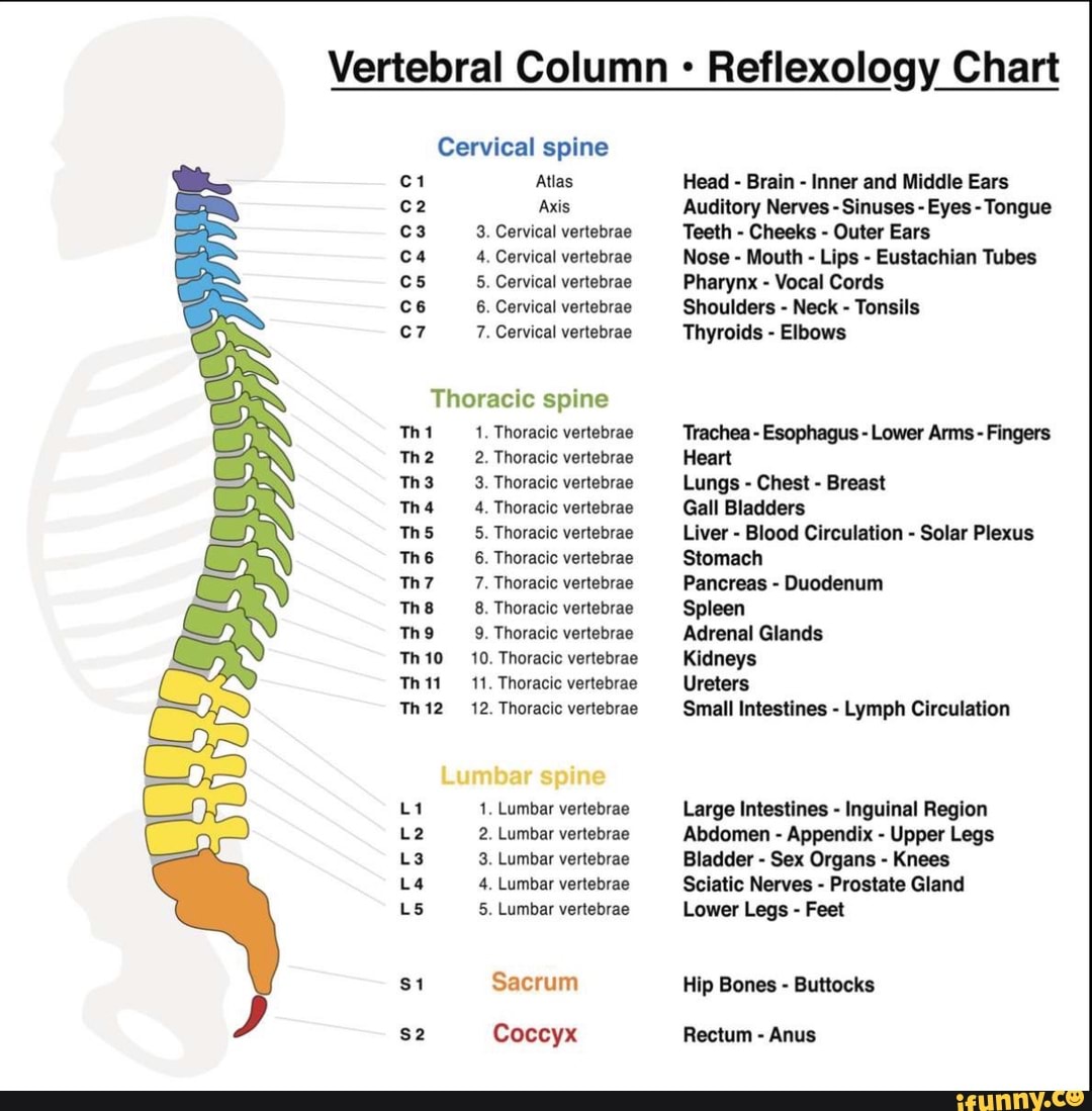 Just in case you’ve always wanted to know - Vertebral Column ...