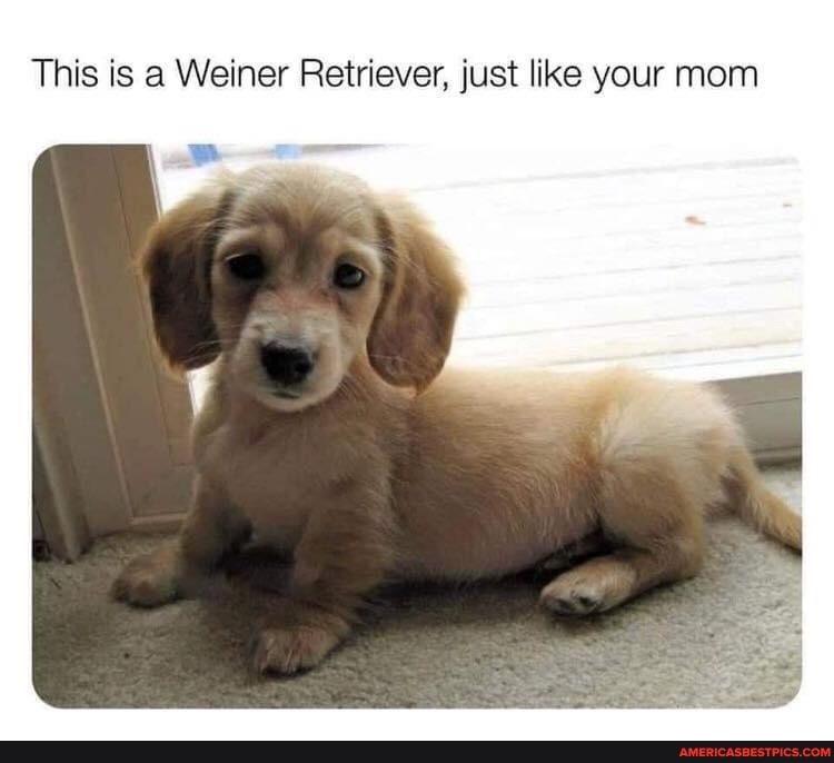 This is a Weiner Retriever, just like your mom