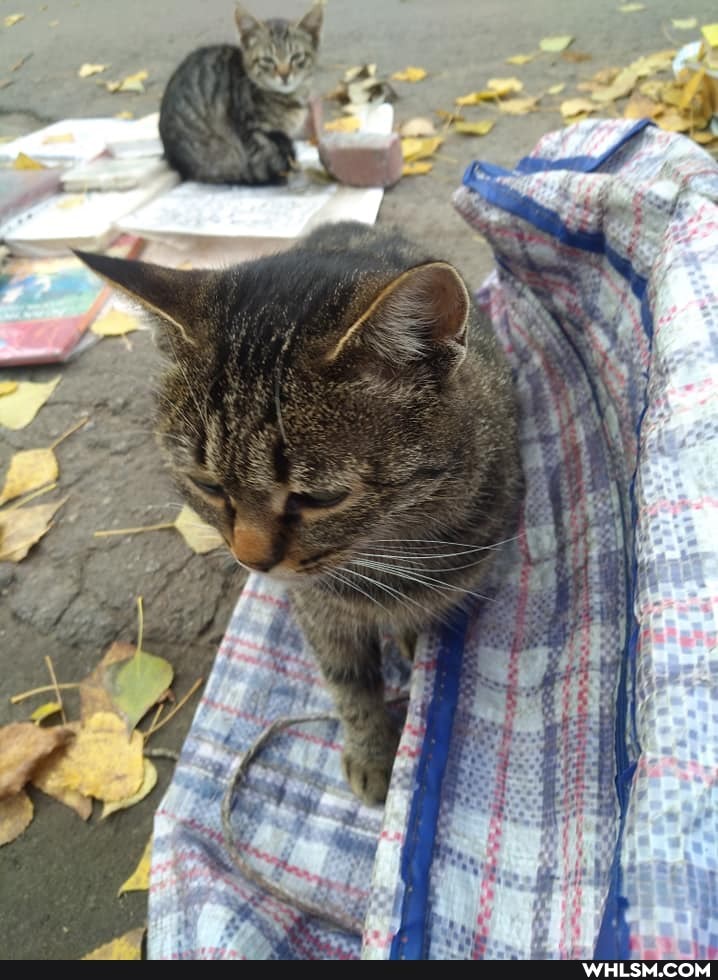 aww, the_more_you_know, storytime, cats