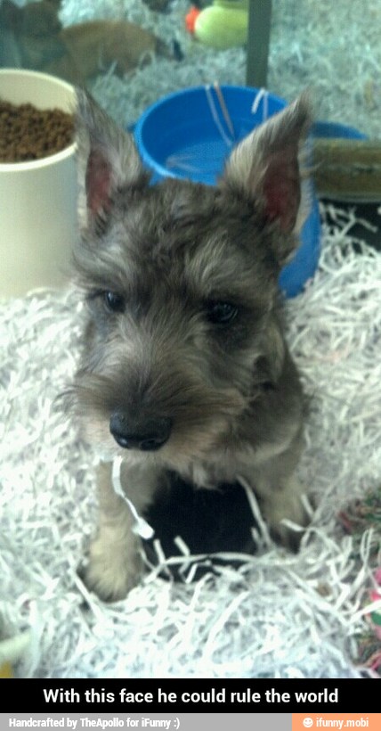 With this face he could rule the world - With this face he could rule the world