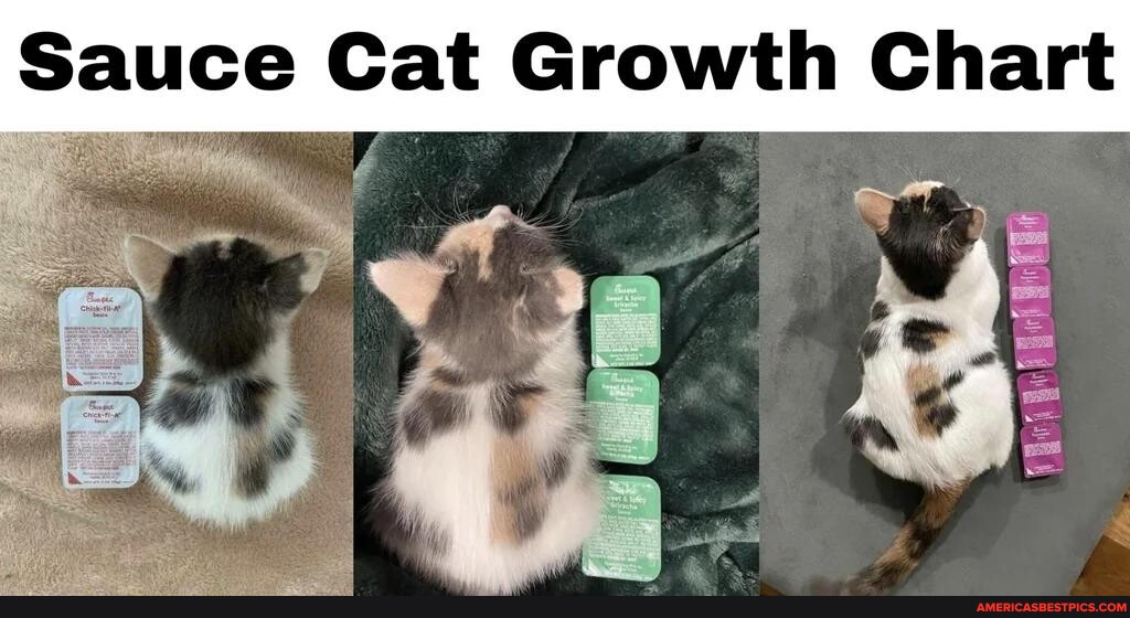 Sauce Cat Growth Chart America’s best pics and videos