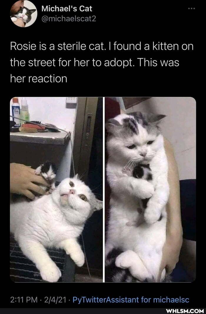 Rosie is a sterile cat. I found a kitten on the street for her to adopt. This was her reaction
PM - PyTwitterAssistant for michaelec