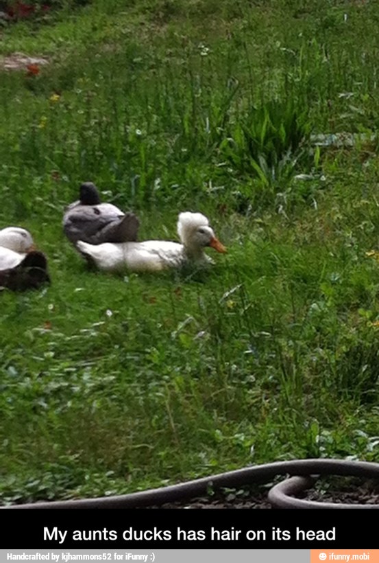 My aunts ducks has hair on its head - My aunts ducks has hair on its head