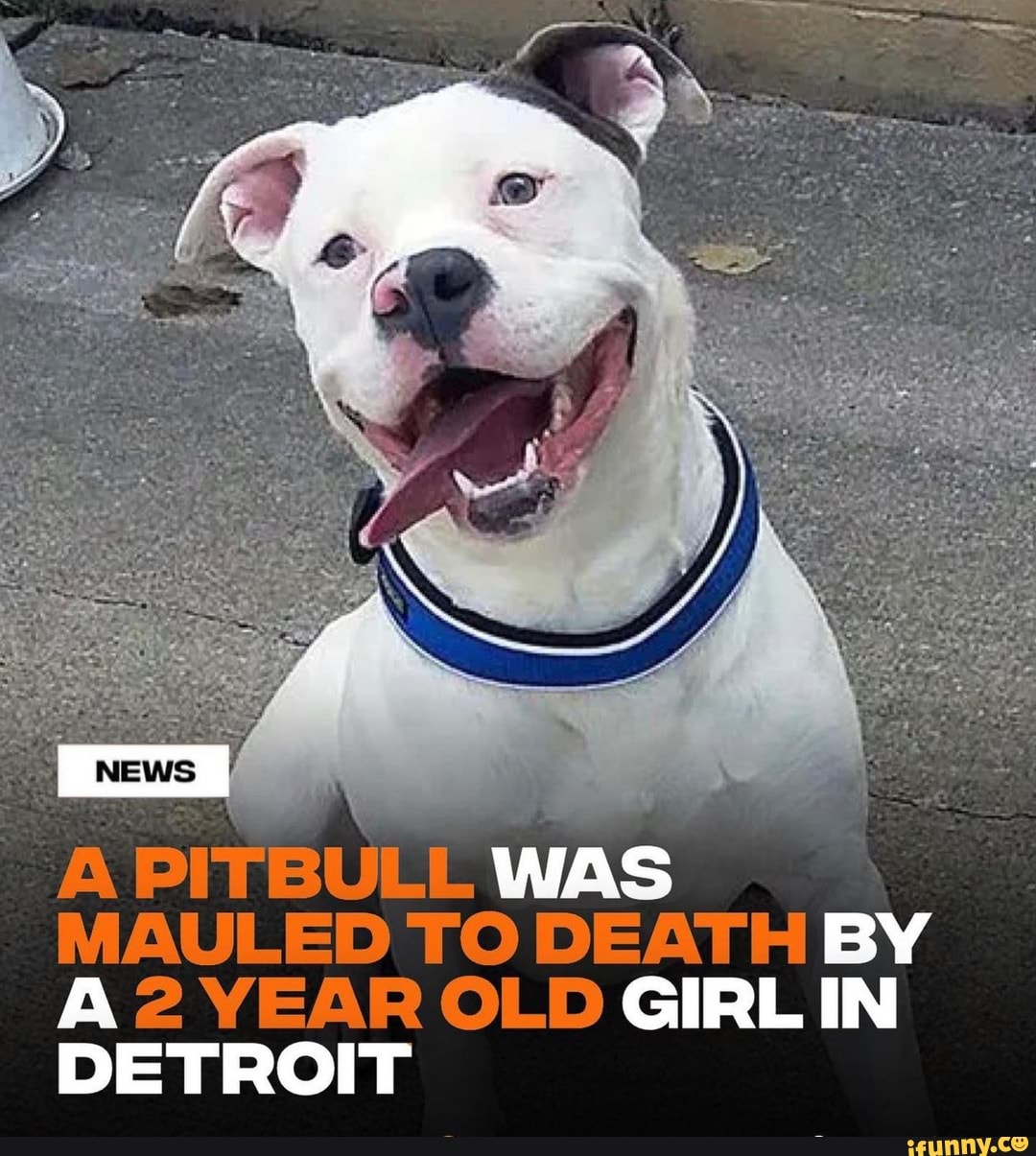 PITBULL WAS MAULED TO DEATH BY A 2 YEAR OLD GIRL IN DETROIT - iFunny