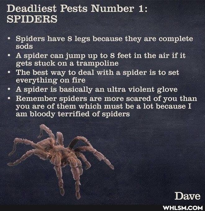 Deadliest Pests Number 1:
SPIDERS
sods Spiders have 8 legs because they are complete sods
A spider can jump up to 8 feet in the air if it gets stuck on a trampoline
The best way to deal with a spider is to set everything on fire
A spider is basically an ultra violent glove
Remember spiders are more scared of you than you are of them which must be a lot because I am bloody terrified of spiders
Nave