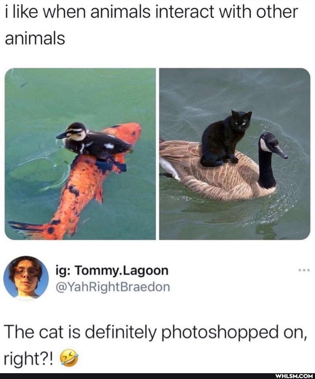 i like when animals interact with other animals
ig: Tommy.Lagoon
@YahRightBraedon
The cat is definitely photoshopped on, right?!