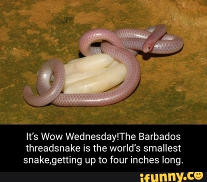 It's Wow Barbados Threadsnake Is The World's Smallest Snake,getting Up ...