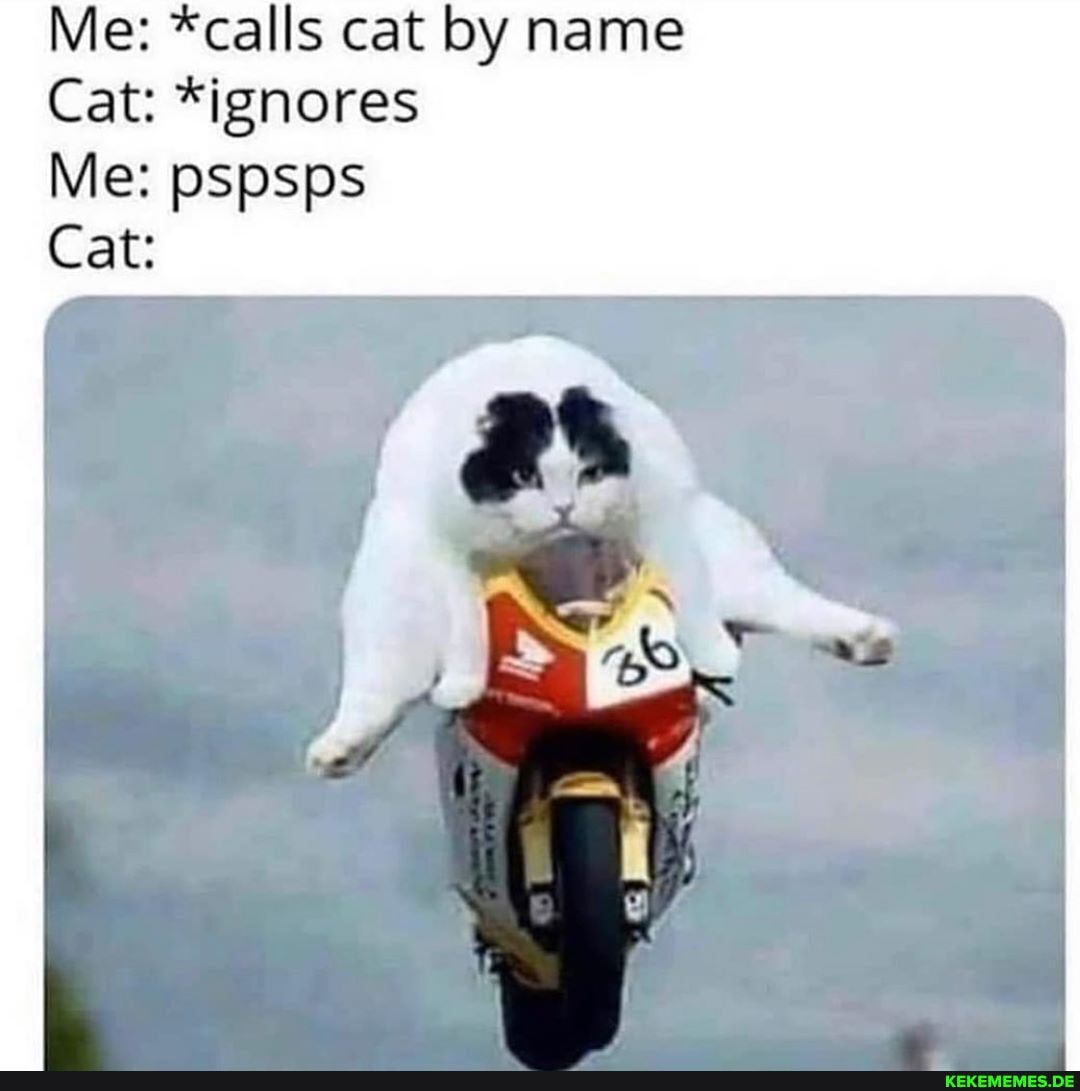 Me: *calls cat by name
Cat: *ignores
Me: pspsps
Cat:
