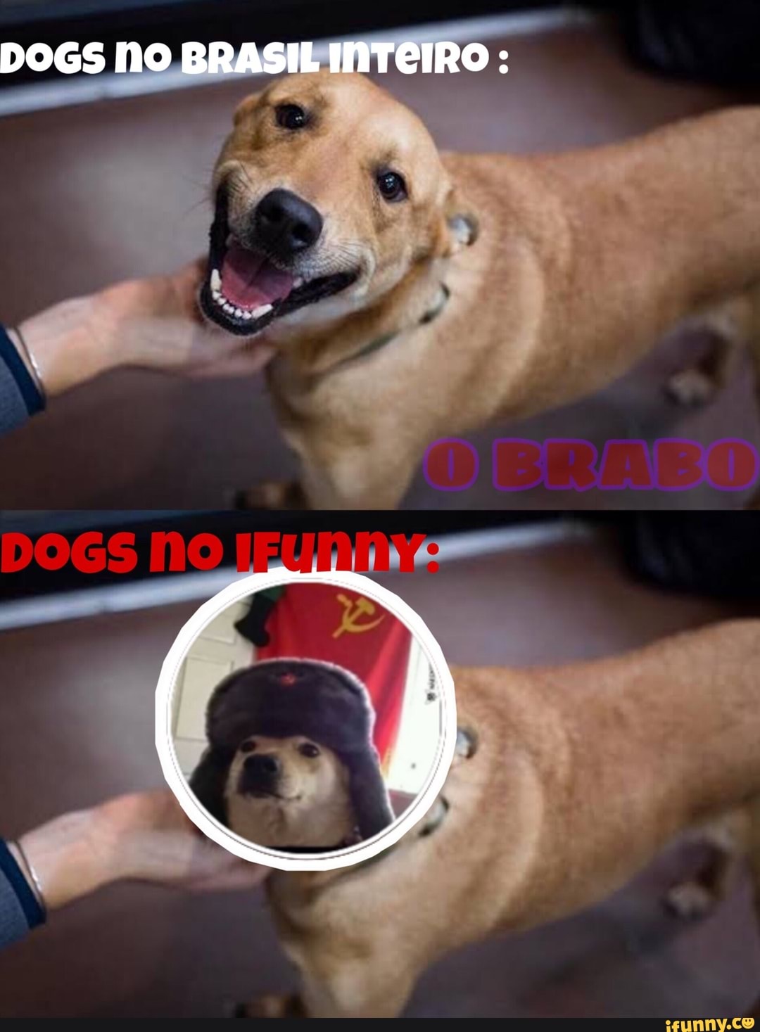 tendência, catioro, animais