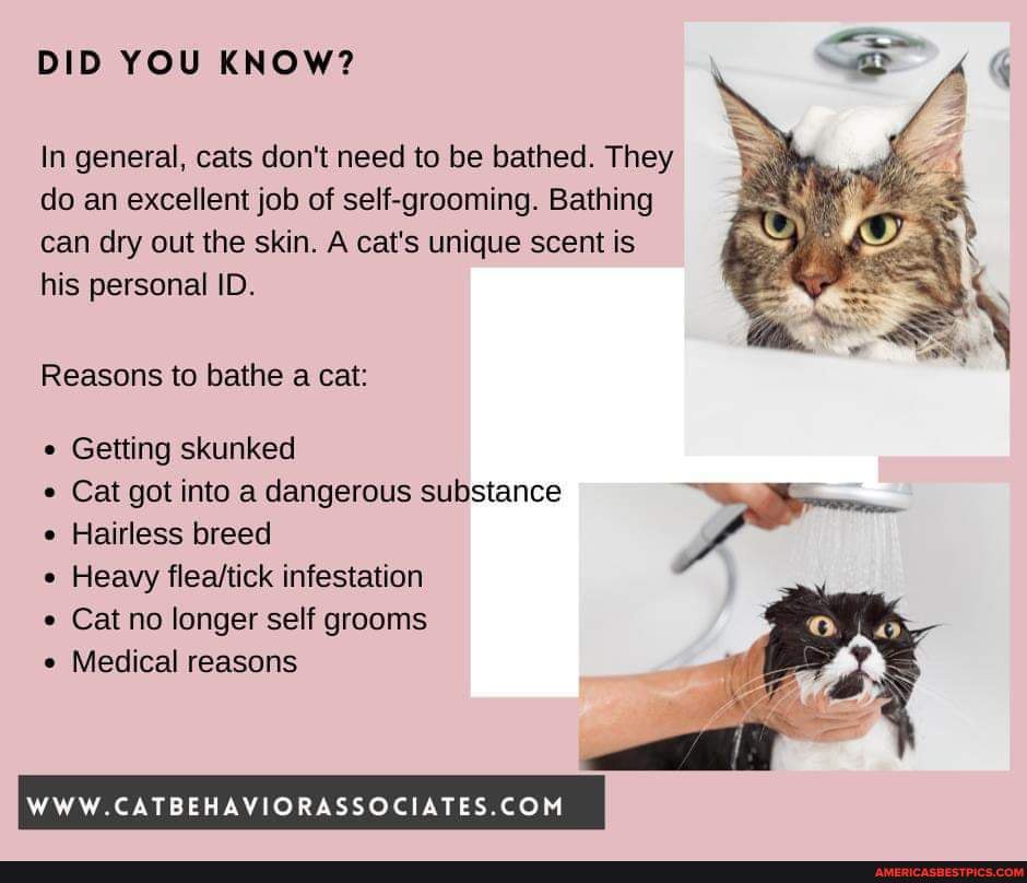 DID YOU KNOW? In general, cats don't need to be bathed. They do an