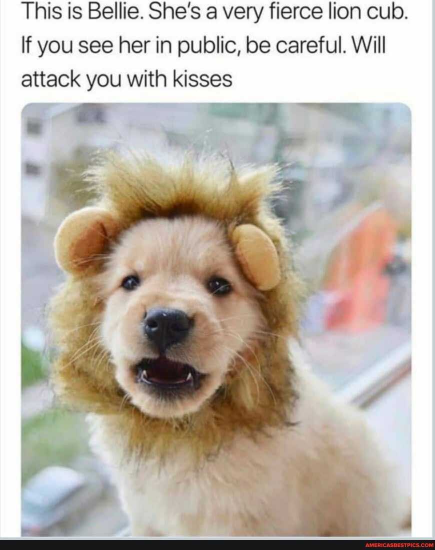 This is Bellie. She's a very fierce lion cub.
If you see her in public, be careful. Will attack you with kisses