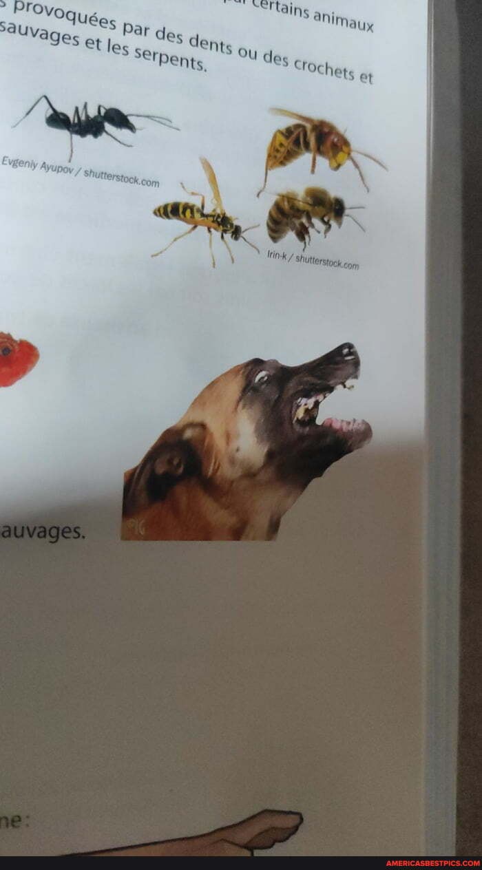 doggo, danger, st, leg, oy, des, crochets, et