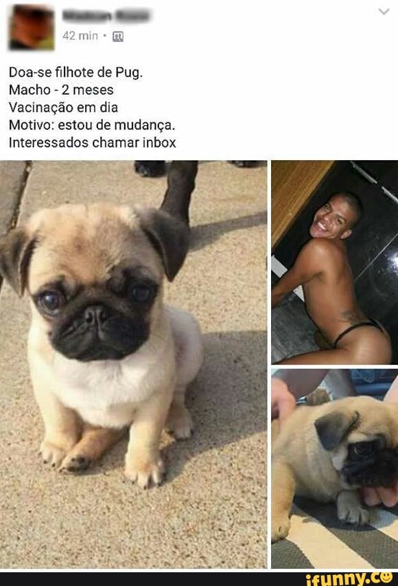 Doa-se filhote de Pug.
Macho
2 meses
Vacinação em dia
Motivo: estou de mudança.
Interessados chamar inbox