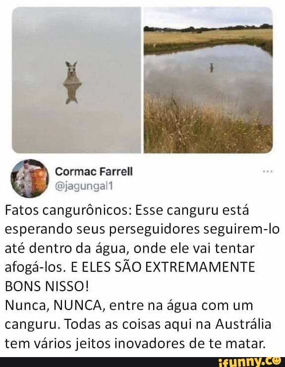 Fatos cangurônicos: Esse canguru está esperando seus perseguidores seguirem-lo até dentro da água, onde ele vai tentar afogá-los. E ELES SÃO EXTREMAMENTE BONS NISSO!
Nunca, NUNCA, entre na água com um canguru. Todas as coisas aqui na Austrália tem vários jeitos inovadores de te matar.