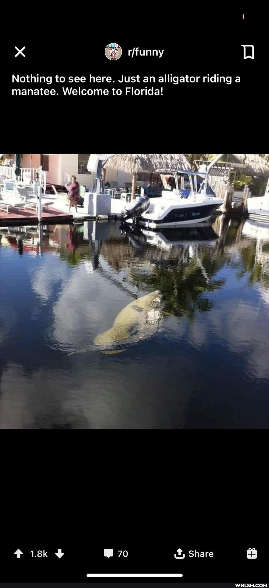 Nothing to see here. Just an alligator riding a manatee. Welcome to Florida!
wy
70 it, Share