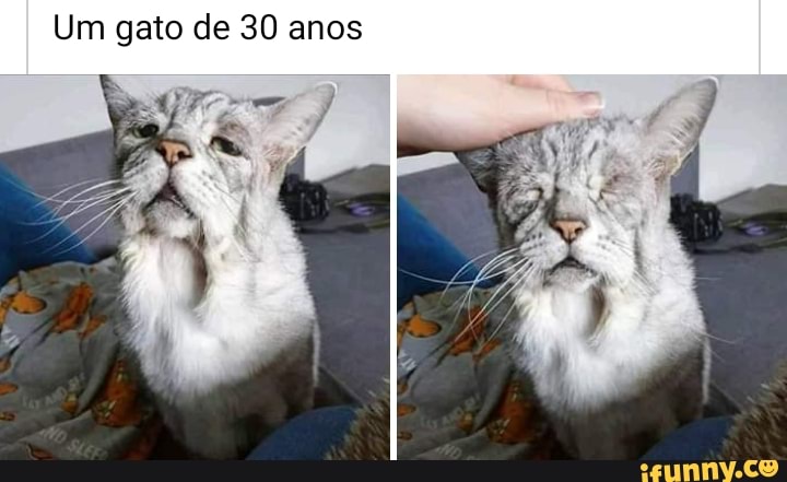 Um gato de 30 anos