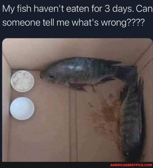 My fish haven't eaten for 3 days. Can someone tell me what's wrong????