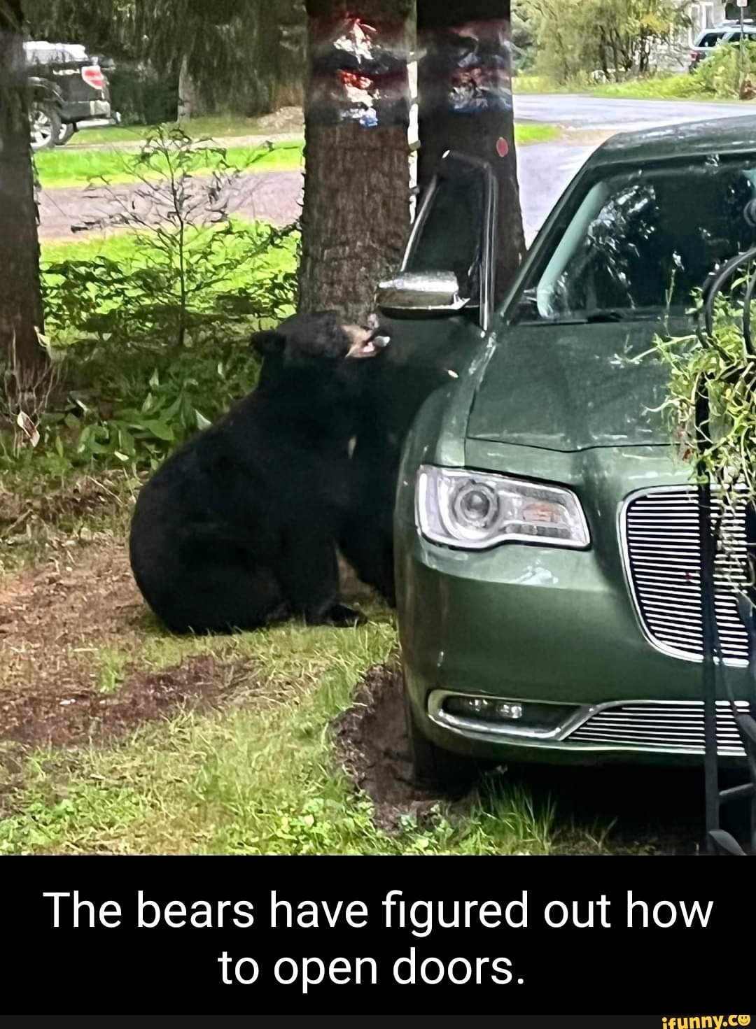 SS= The bears have figured out how to open doors. iFunny