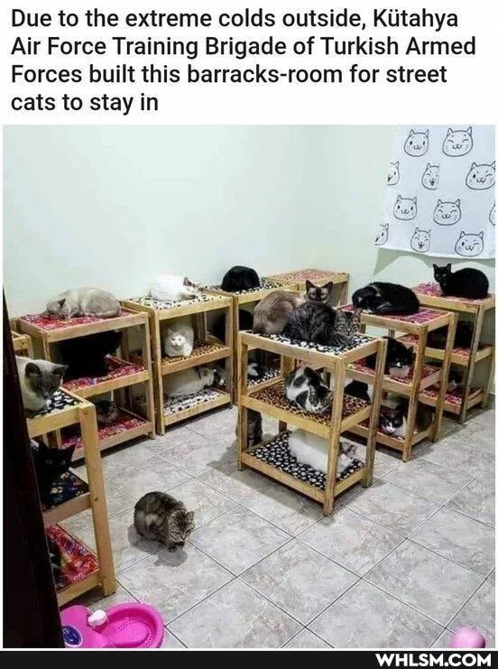 Due to the extreme colds outside, Kiitahya
Air Force Training Brigade of Turkish Armed
Forces built this barracks-room for street cats to stay in