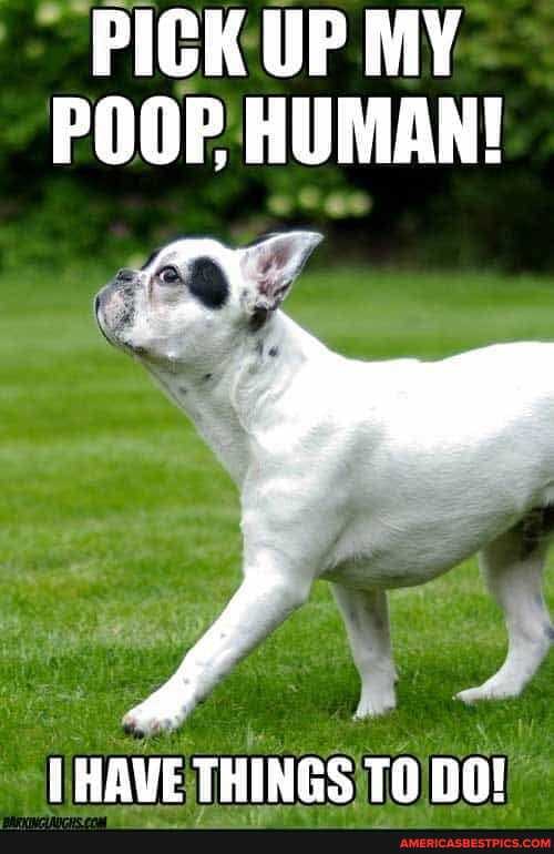 PICKUP MY
POOP HUMAN!
1 HAVE THINGS TO DO!