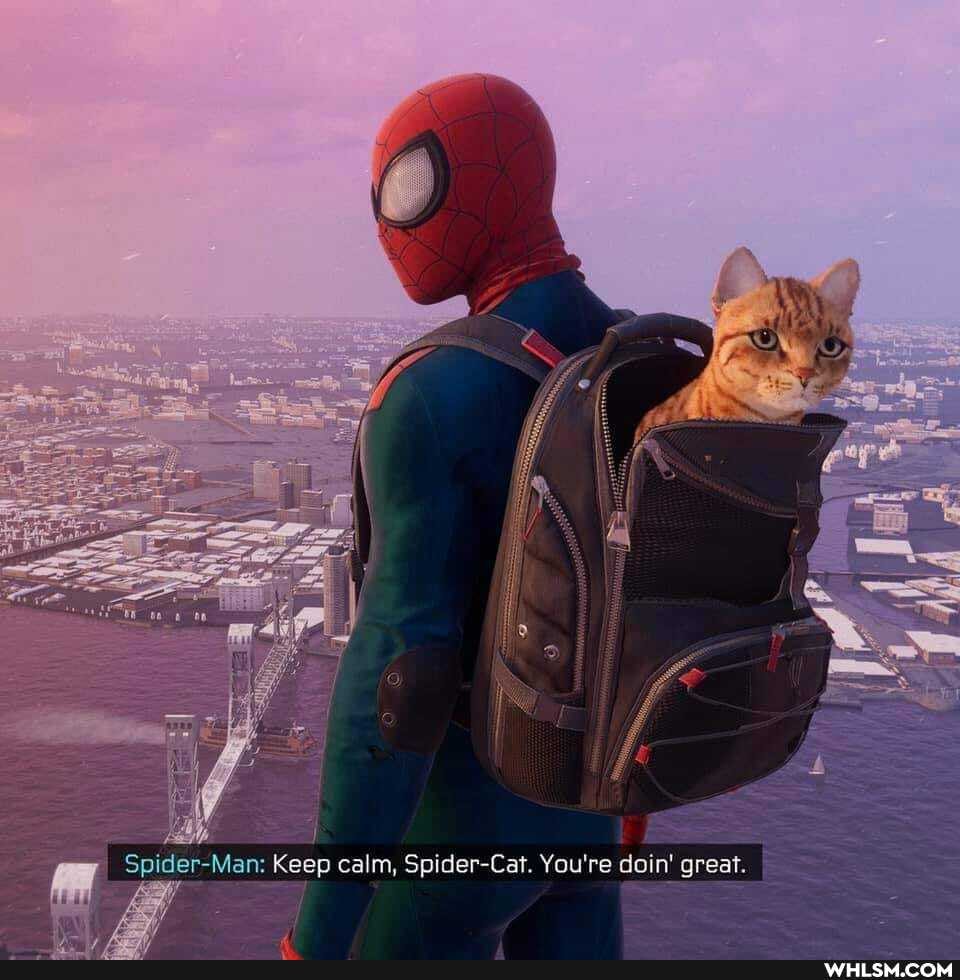 n: Keep calm, Cat. You're doin' great.
Spider-Man: Keep calm, Spider-' You're doin' great.