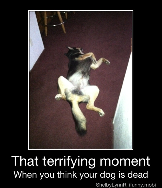 That terrifying moment
When you think your dog is dead - That terrifying moment
When you think your dog is dead