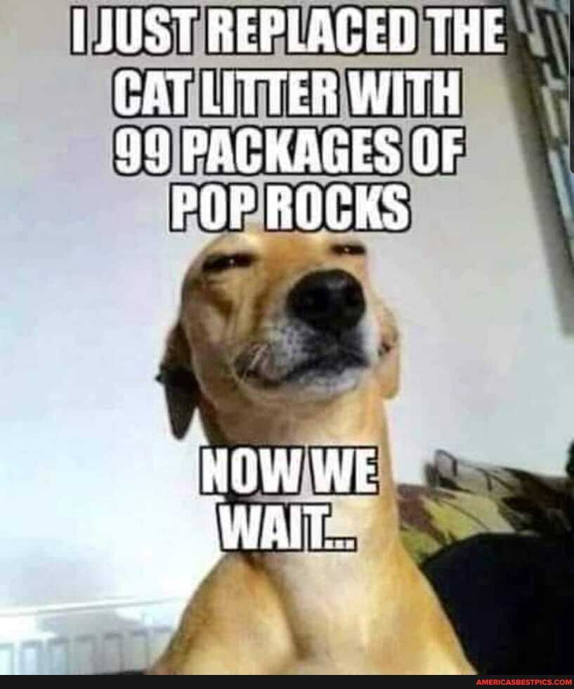 JUST REPLACED THE CAT LITTER WITH PACKAGES OF POP ROCKS
HOW WE