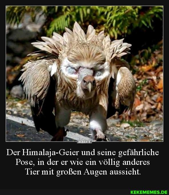 Zu
Der er und seine gefährliche
Pose. in der er wie ein völlig anderes
Tier mit großen Augen aussicht.
