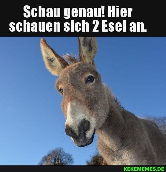 Schau genau! Hier schauen sich Esel an.