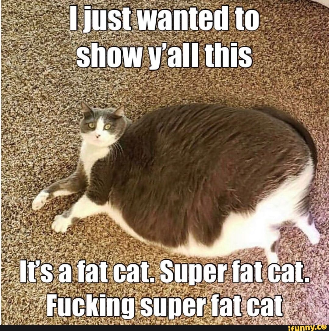 super fat cat memes