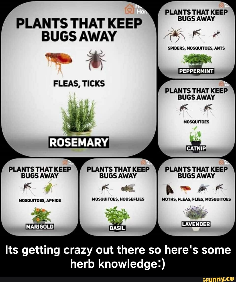 PLANTS THAT KEEP PLANTS THATKEEP BUGS AWAY RAK EA SPIDERS, MOSQUITOES ...