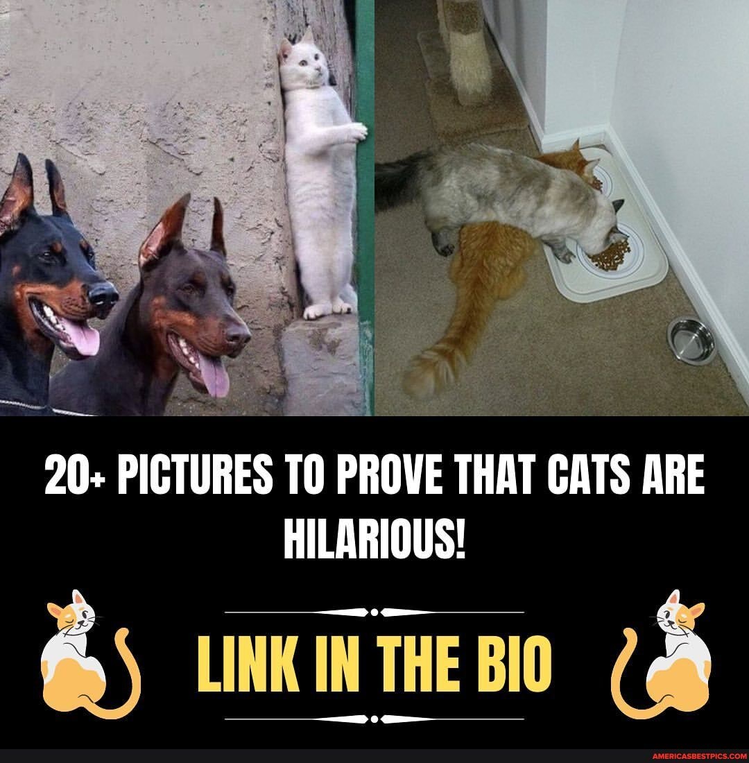 20- PICTURES TO PROVE THAT CATS ARE HILARIOUS! UNK in THE Bio - America ...