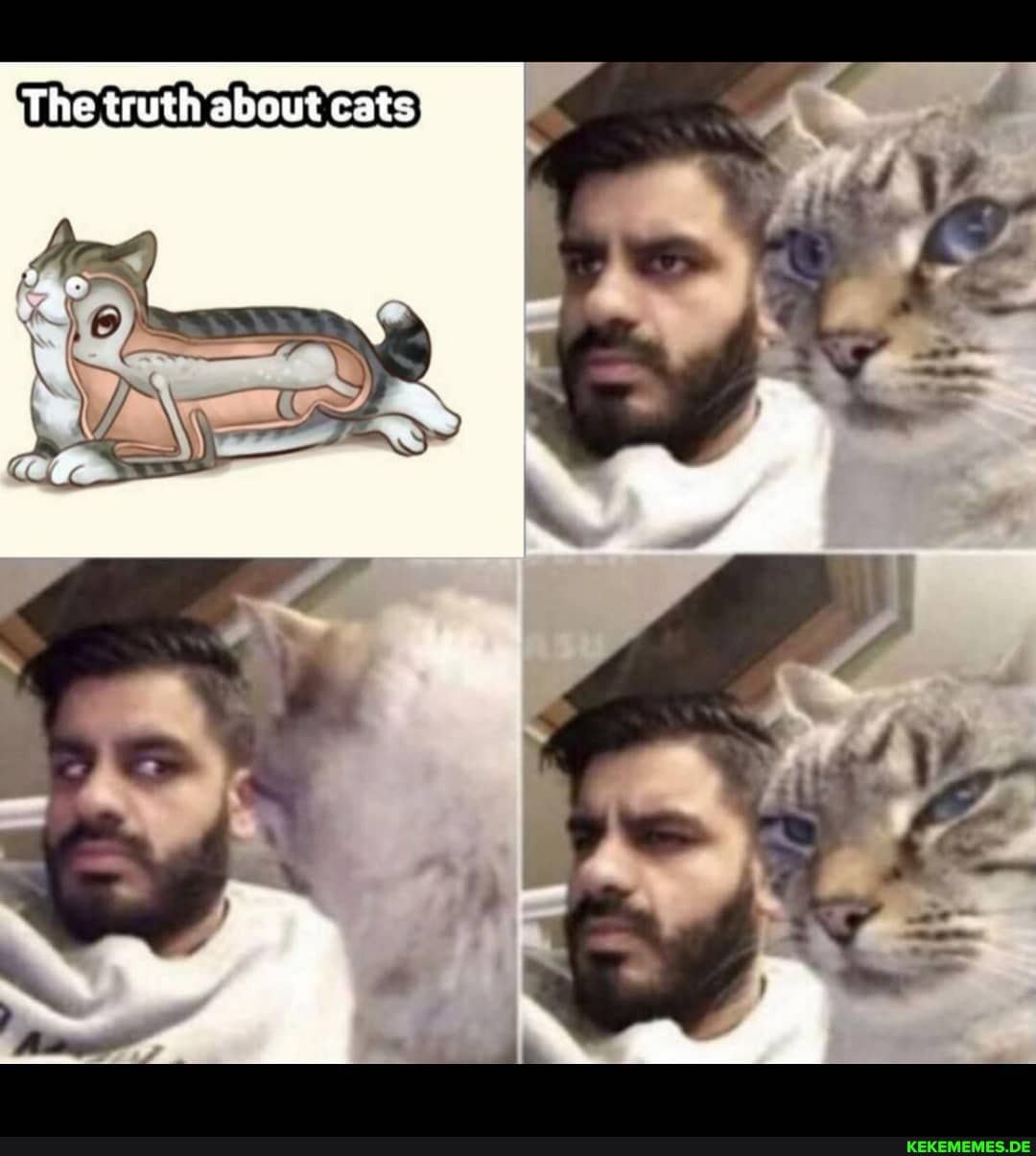 The truth about cats