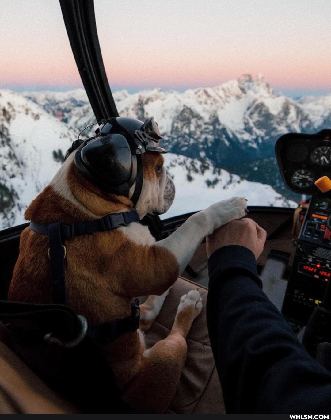 dog, canada, beautiful