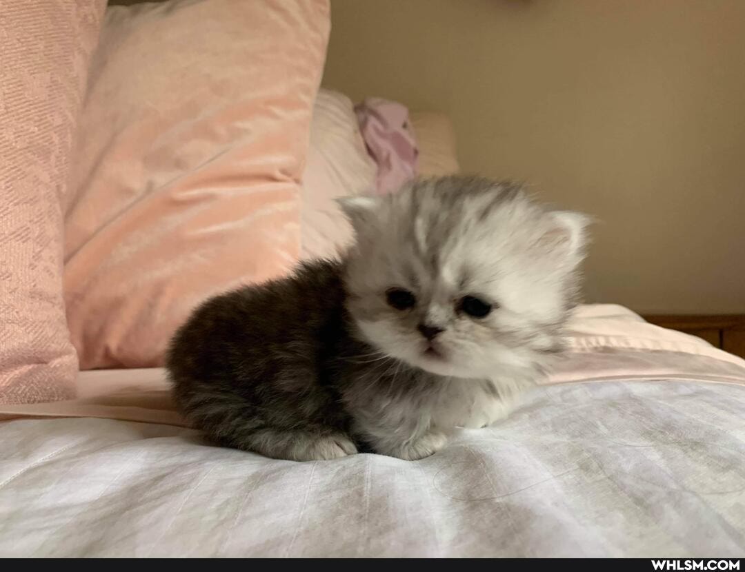 cat, cats, adorable, kitten