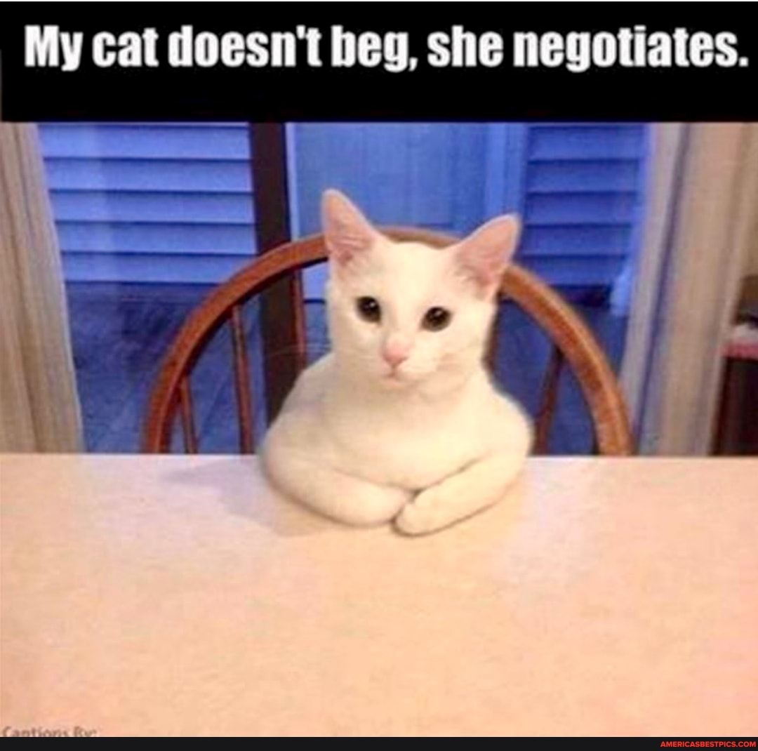 My cat doesn't beg, she negotiates.