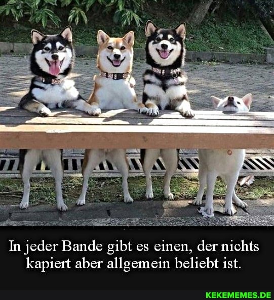 In jeder Bande gibt es einen, der nichts kapiert aber allgemein beliebt ist.