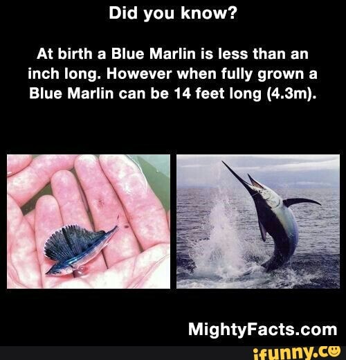 Did you know?
At birth a Blue Marlin is less than an
inch long. However when fully grown a
Blue Marlin can be 14 feet long (4.3m).
MightyFacts.com