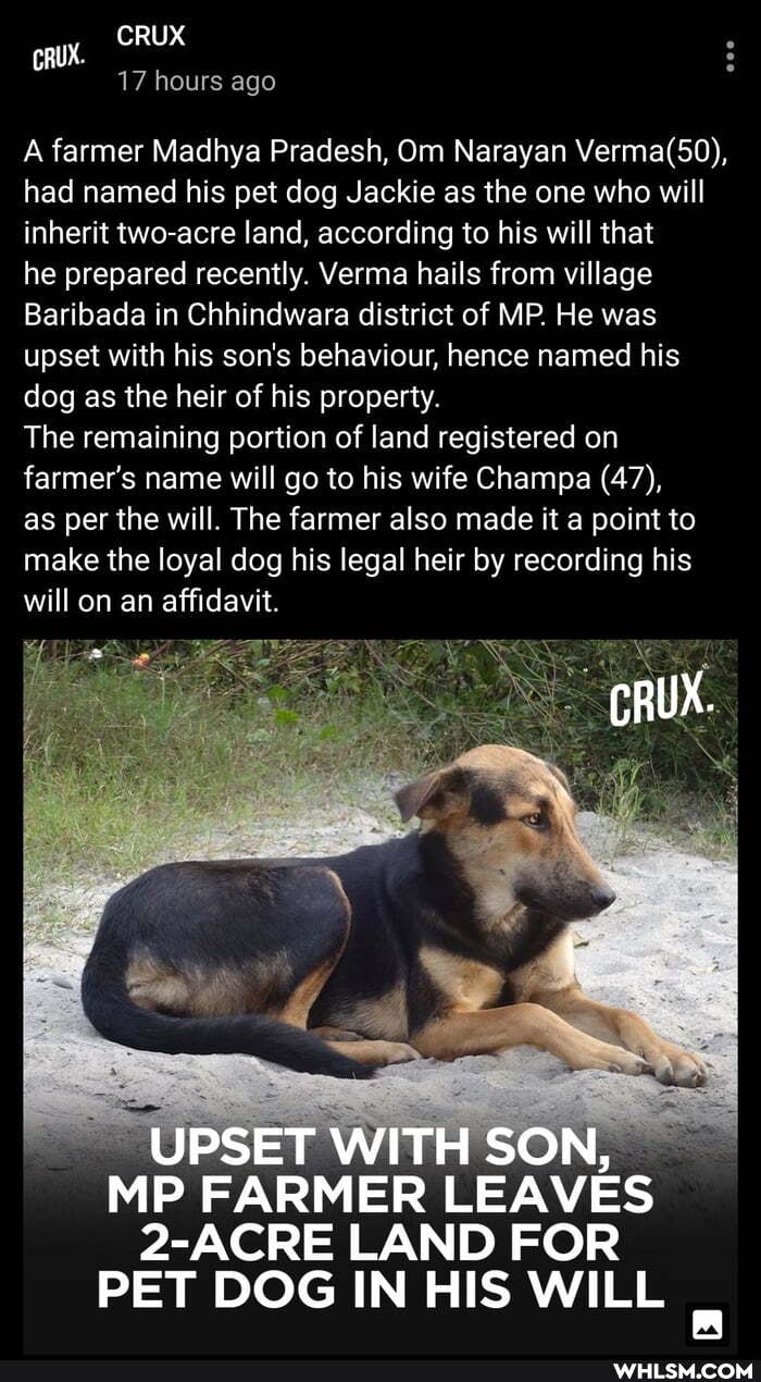 CRUX
CRUX
17 hours ago
A farmer Madhya Pradesh, Om Narayan had named his pet dog Jackie as the one who will inherit two-acre land, according to his will that
he prepared recently. Verma hails from village
Baribada in Chhindwara district of MP. He was upset with his son's behaviour, hence named his dog as the heir of his property.
The remaining portion of land registered on farmer's name will go to his wife Champa (47),
as per the will. The farmer also made it a point to make the loyal dog his legal heir by recording his will on an affidavit.
CRUX.
UPSET "UPSET WITH SON,
MP FARMER LEAVES
2-ACRE LAND FOR PET DOG IN HIS WILL