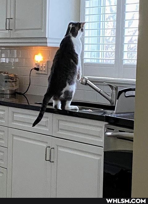 cat, funny