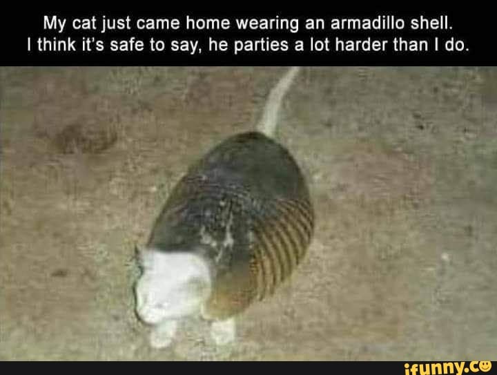 My cat just came home wearing an armadillo shell.
I think it's safe to say, he parties a lot harder than I do.
