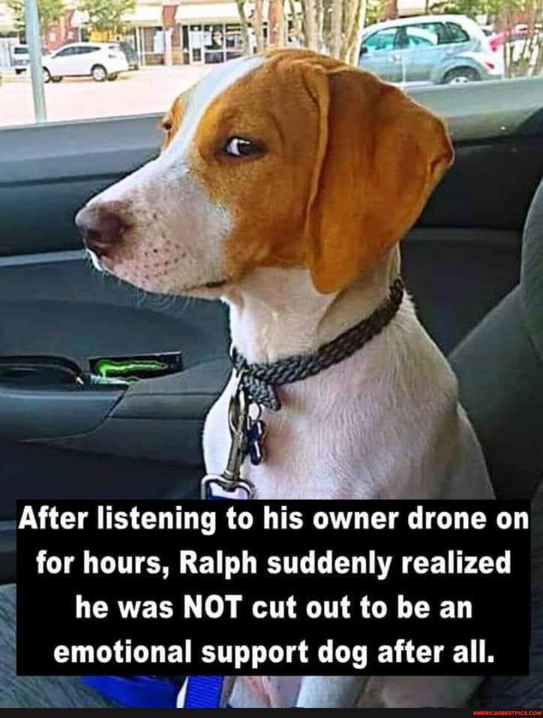 After listening to his owner drone on for hours, Ralph suddenly realized he was NOT cut out to be an
emotional support dog after all.