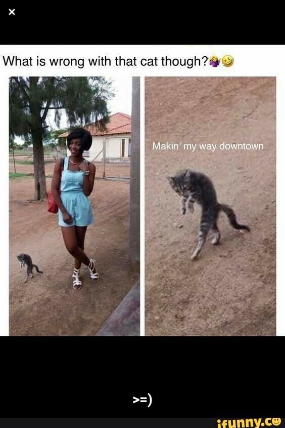 What is wrong with that cat though?
my way dointown - >=)