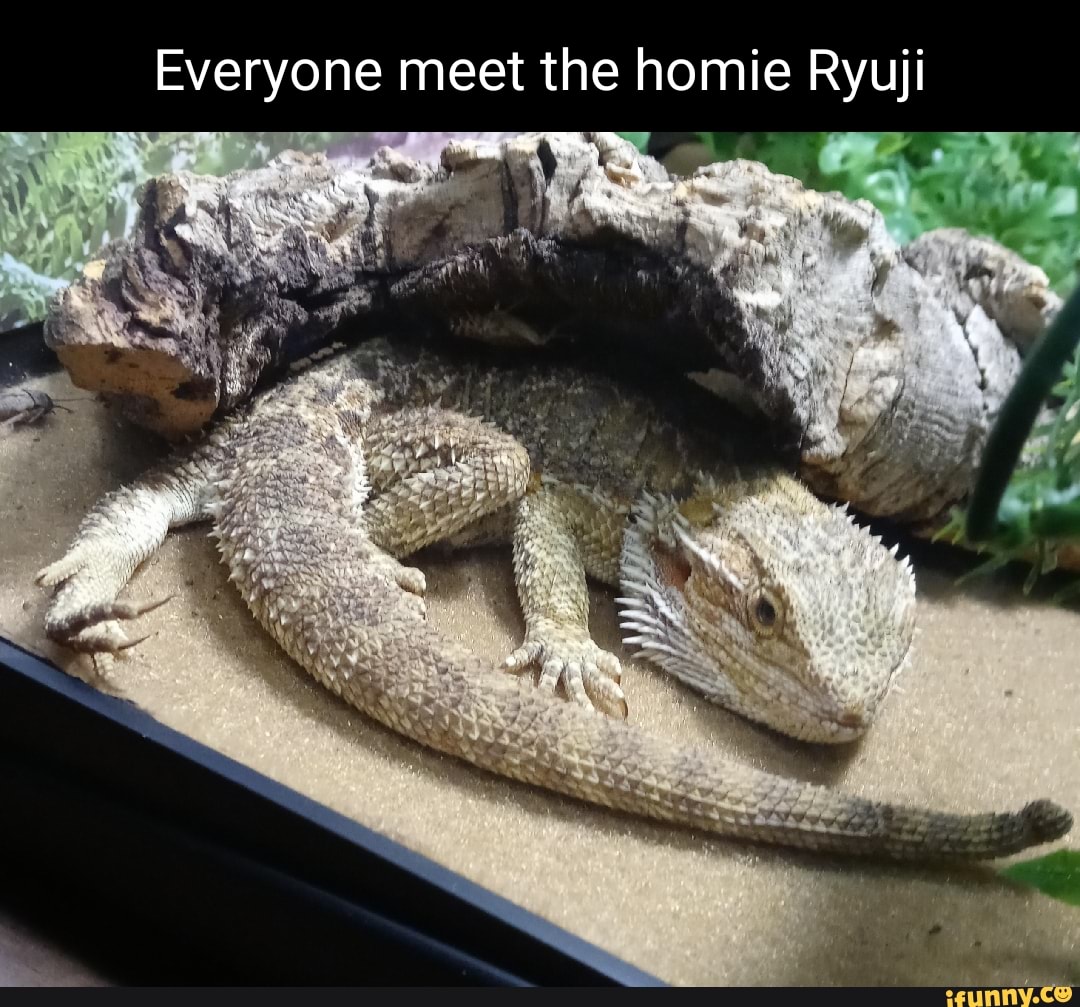 Everyone meet the homie Ryuji we - iFunny